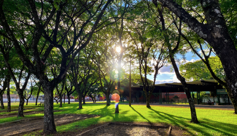3º Lugar, fotografia: “A beleza das árvores na rodoviária municipal, iluminadas em uma tarde de domingo”. Fotografada por Bruna Bello Fruscalso, ganhou o prêmio de R$ 800,00.